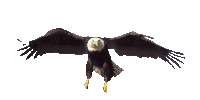 Schwarzer großer Adler fliegt mit seinen Schwingen animierte gifs Adler
