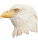 Schöner Weißkopfadler bewegt sich funny gifs Adler download kostenlos