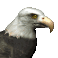 Weißkopfadler funny GIF animations Adler