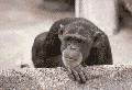 Animierter Schimpanse schüttelt den Kopf - .gif Affen animated gifs