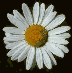 Blumen Animation: Weiße Margeriten .gif GIFs Animationen umsonst