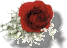 Rote Rose - Brautstrauß Blumen GIFs