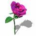   whatsapp images Blumen animierte gifs