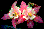   whatsapp images Blumen animierte gifs