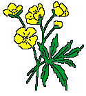   Blumen GIFs download