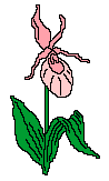   Blumen GIFs