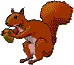 Eichhörnchen - lustige animierte gifs und Animationen
