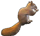   animierte gifs Eichhörnchen