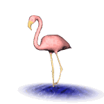   animierte gifs Flamingos