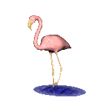   funny GIF animations Flamingos