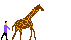   Giraffen animated gifs