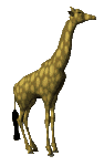   whatsapp images Giraffen animierte gifs