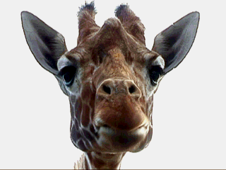  funny GIF animations Giraffen