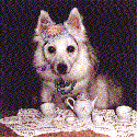 Putziger Hund trinkt aus einer Tasse - animierte Hunde .gif funny GIF animations Hunde