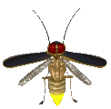   animierte Insekten GIFs