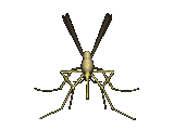   Insekten GIFs download