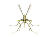  whatsapp images Insekten animierte gifs