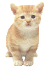   whatsapp images Katzen animierte gifs