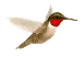 Kolibris - lustige animierte gifs und Animationen