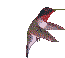   animierte Kolibris GIFs