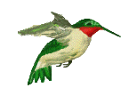   Kolibris animated gifs