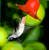   animierte Kolibris GIFs