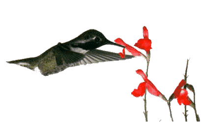   animierte gifs Kolibris