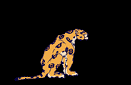   animierte gifs Leoparden