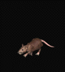Mäuse-Animation: Maus läuft Mäuse GIFs
