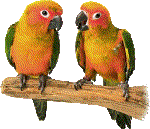 Papageien - lustige animierte gifs und Animationen