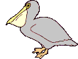   animierte gifs Pelikane