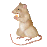   animierte gifs Ratten