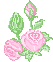 Knospen einer rosa Rose blühen auf - schöne Bilder-Animation whatsapp images Rosen animierte gifs