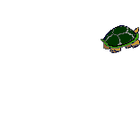   funny gifs Schildkröten download kostenlos
