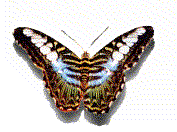   animierte Schmetterlinge GIFs