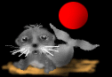 Seehunde - lustige animierte gifs und Animationen