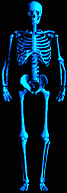   animierte gifs Skelette