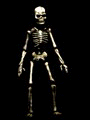   Skelette .gif Bilder