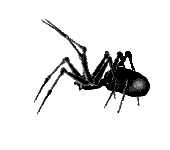 Spinnen - lustige animierte gifs und Animationen