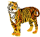   Tiger GIFs download