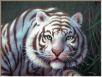   whatsapp images Tiger animierte gifs