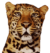   Tiger GIFs