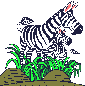 Zebras - lustige animierte gifs und Animationen